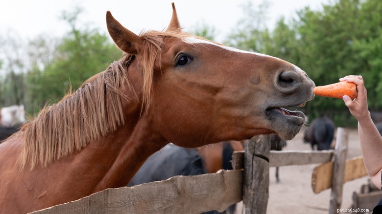Rescued Mother‑Daughter Horses Cloud Dancer and Munchkin Thrive After Sanctuary Care