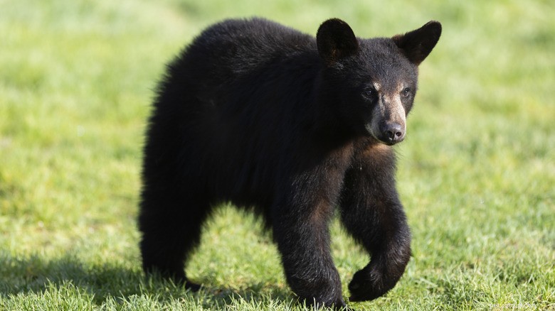 Colorado Handyman Encounters Black Bear Eating Lunch Inside His Truck