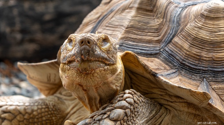 Jonathan the Tortoise: 194-Year-Old Record-Breaker and Guinness World Record Holder