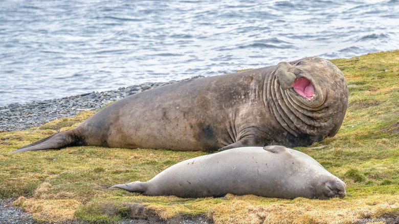 Neil the Elephant Seal: Social Media Star Causing Chaos on Suburban Streets