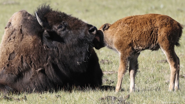 Bison Mother Nuzzles Her Two-Day-Old Calf in Heartwarming Video