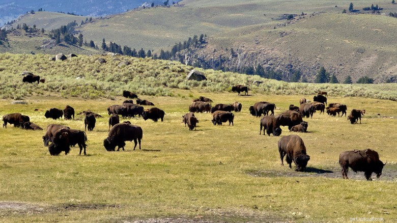 Bison Mother Nuzzles Her Two-Day-Old Calf in Heartwarming Video