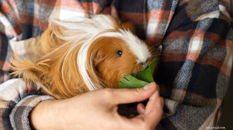 Guinea Pig Goes Crazy for Celery in Hilarious TikTok