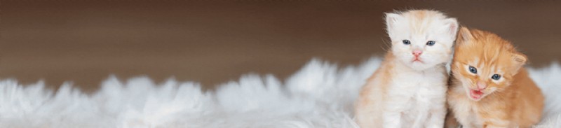 4 Benefits of Feeding Goat Milk to Kittens
