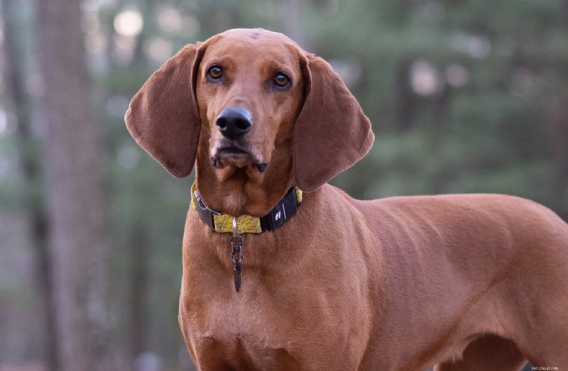 GPS Dog Fence vs Tracker: Which One Is Right for Your Dog?