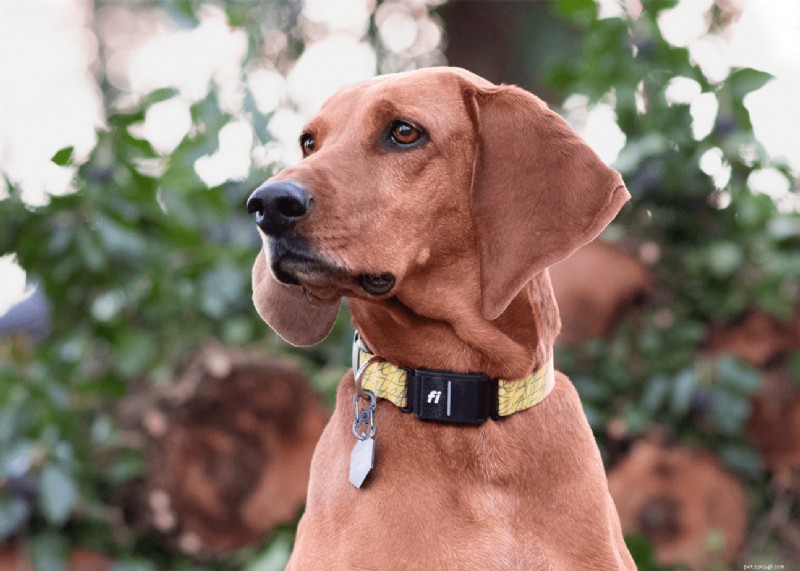 GPS Dog Fence vs Tracker: Which One Is Right for Your Dog?