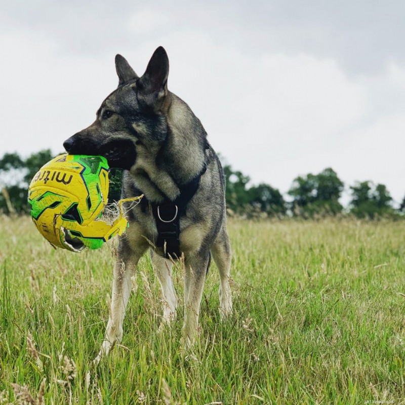 How to Prevent Your Dog’s Ball Obsession While Keeping Fetch Fun