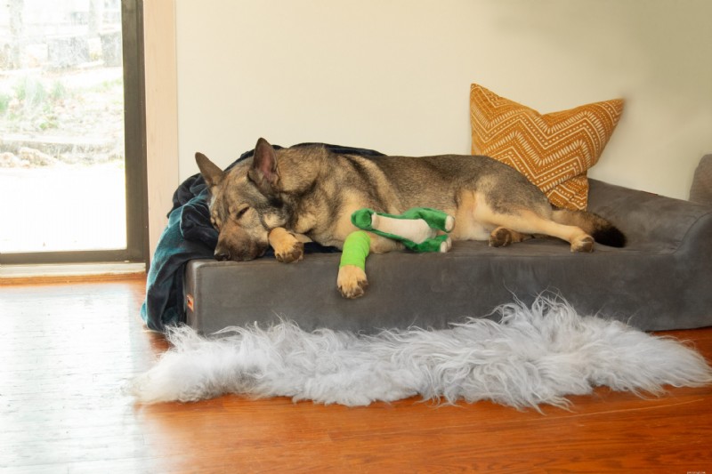 5 Subtle Signs Your Dog Is Deeply Bonded With You (Beyond Obedience)