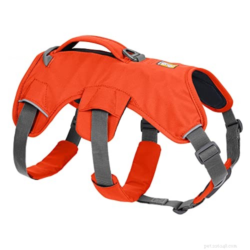 Keeping Your Dog Safe During Hunting Season