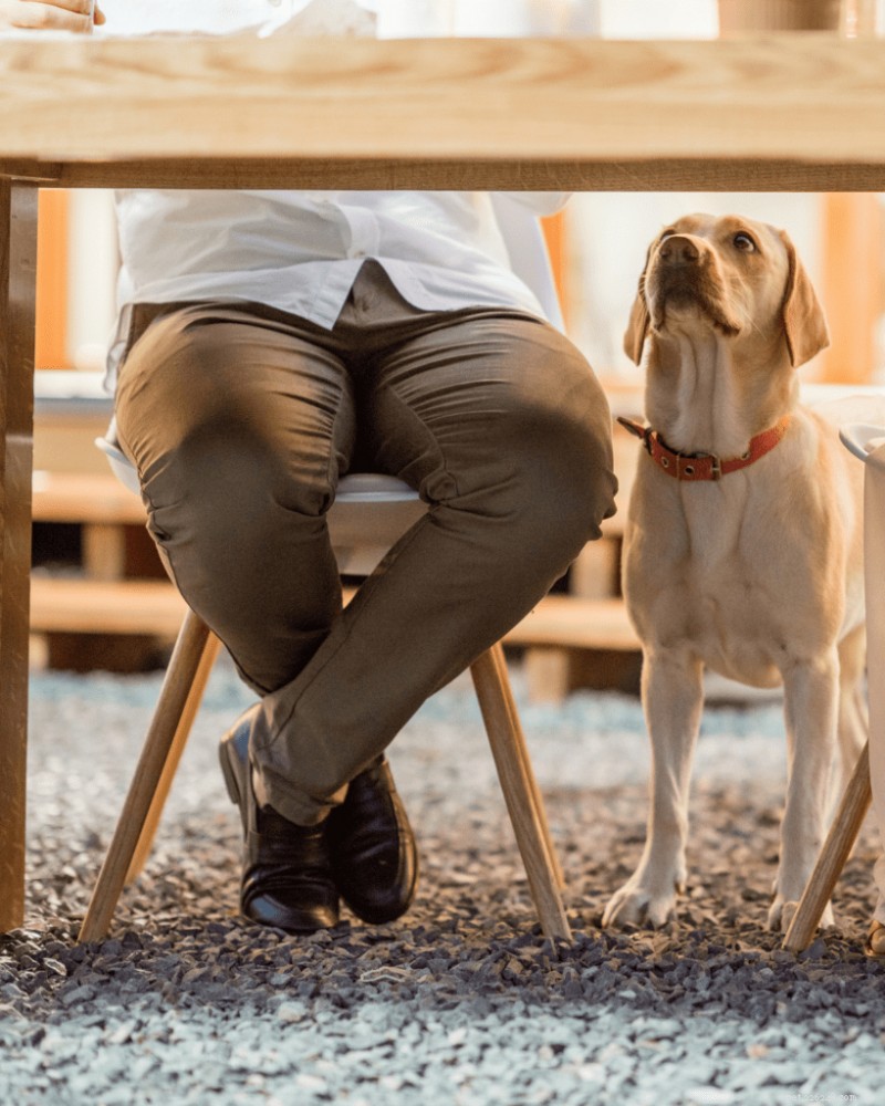 Operant Conditioning in Dog Training: A Complete Guide
