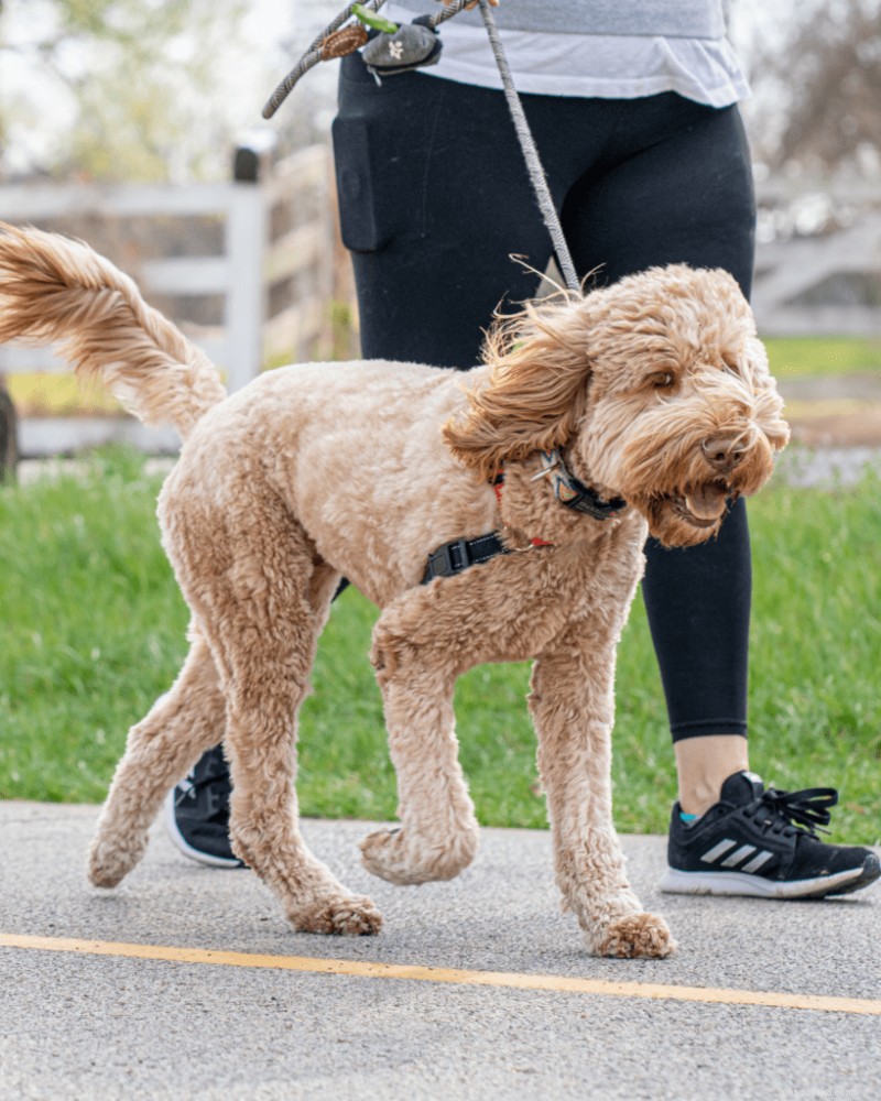 Operant Conditioning in Dog Training: A Complete Guide