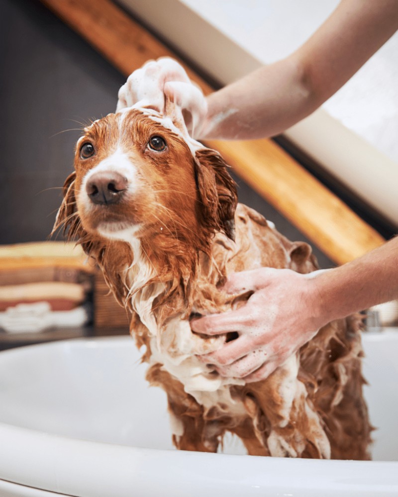 Operant Conditioning in Dog Training: A Complete Guide