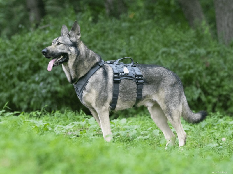 Rebarkable Recommends: Top Tactical Dog Harnesses for Pets