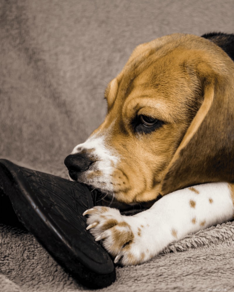 How to Properly Puppy‑Proof Your Home and Yard (2026 Guide)