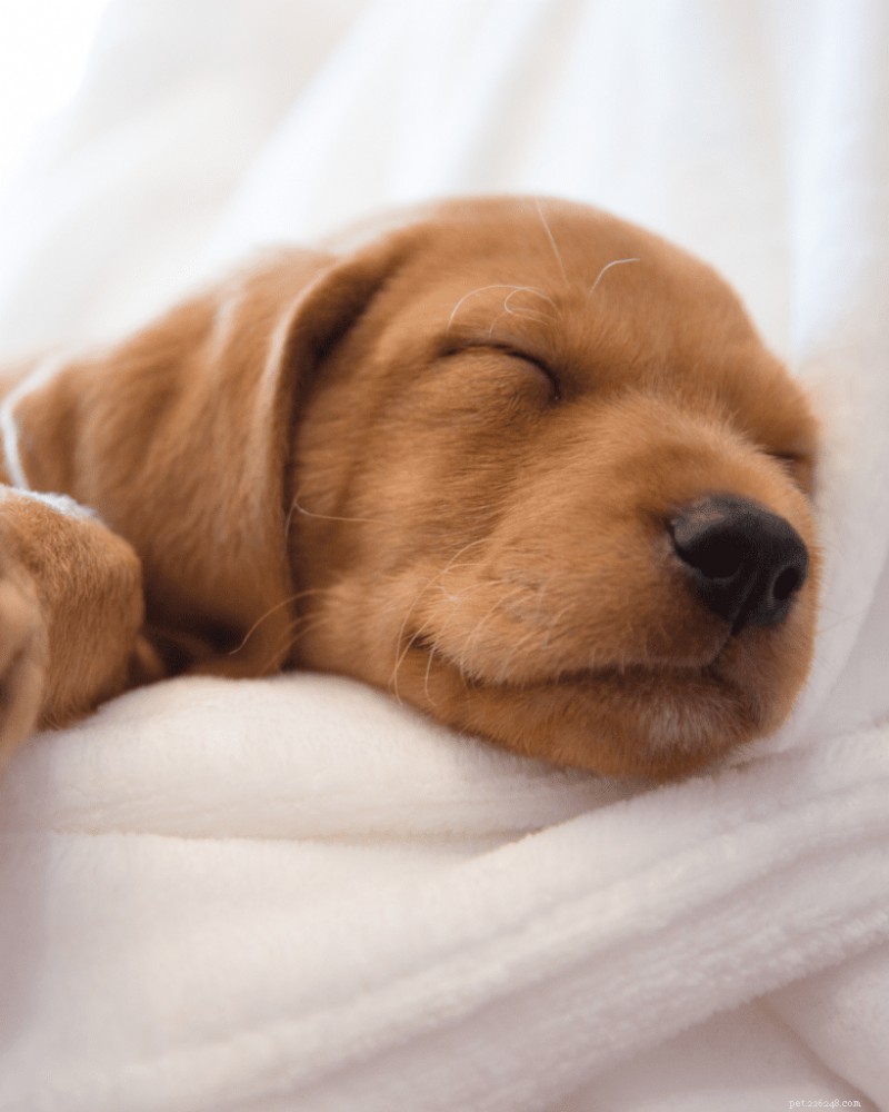 Perfect Daily Puppy Routine: A Step‑by‑Step Guide for 2026