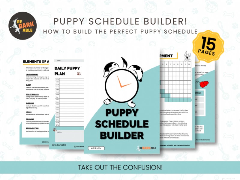Perfect Daily Puppy Routine: A Step‑by‑Step Guide for 2026