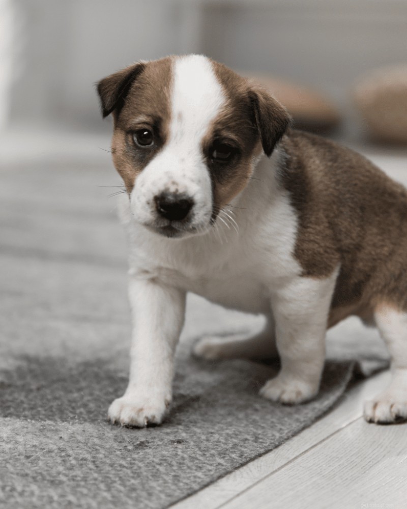 Perfect Daily Puppy Routine: A Step‑by‑Step Guide for 2026