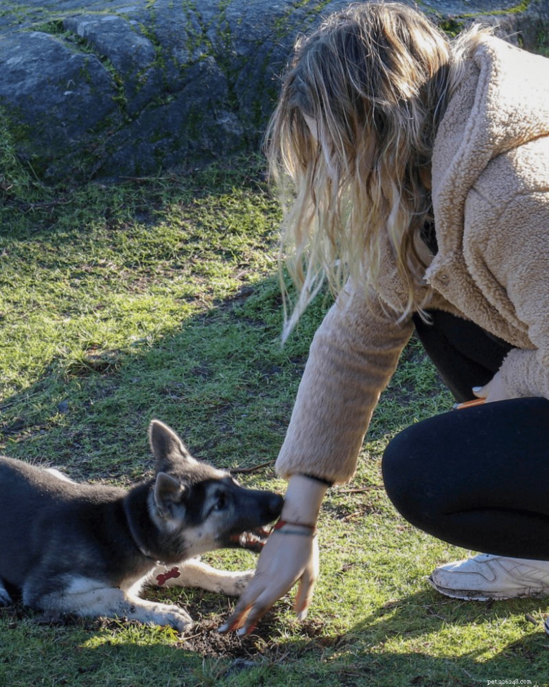 Perfect Daily Puppy Routine: A Step‑by‑Step Guide for 2026