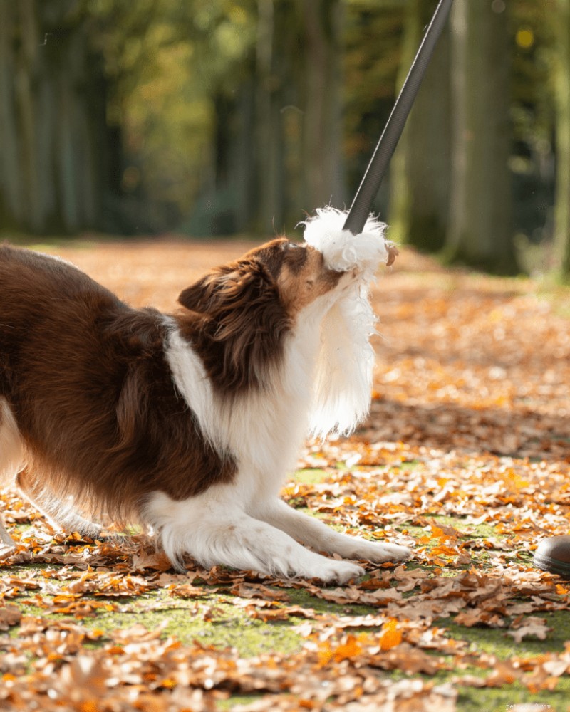 Perfect Daily Puppy Routine: A Step‑by‑Step Guide for 2026