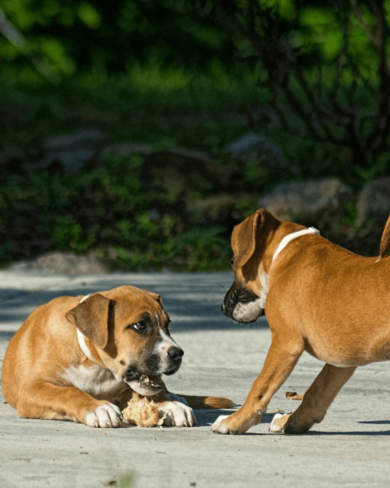 Why Does My Puppy Growl While Playing? Expert Trainer Explains
