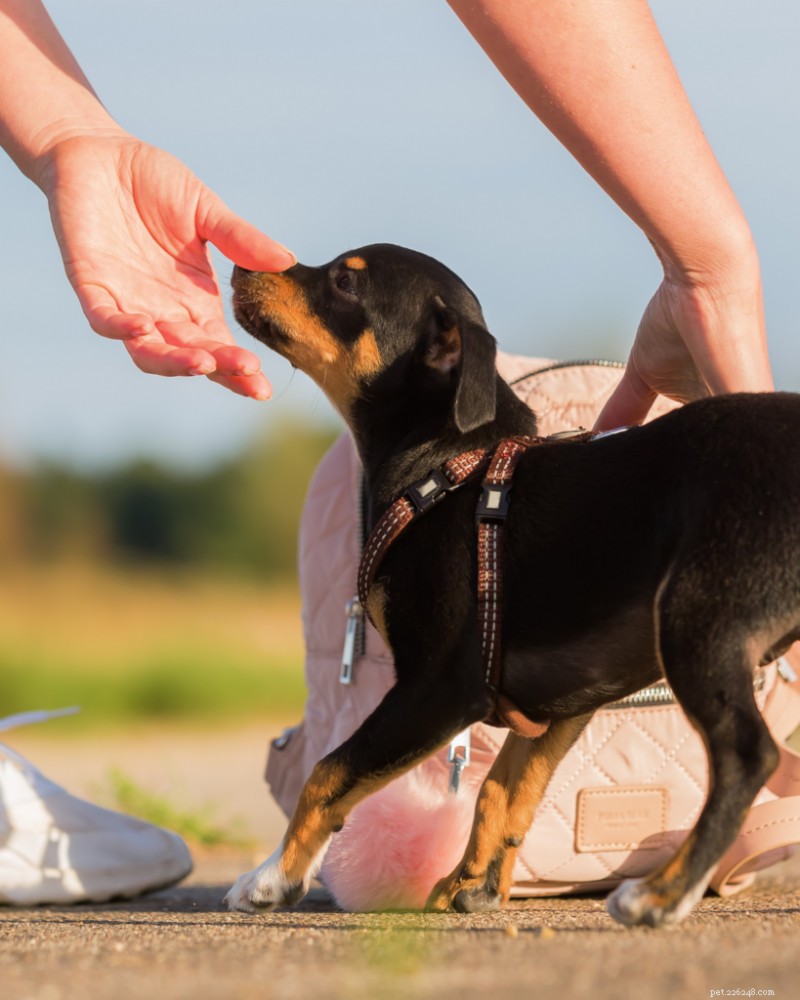 Why Does My Puppy Growl While Playing? Expert Trainer Explains