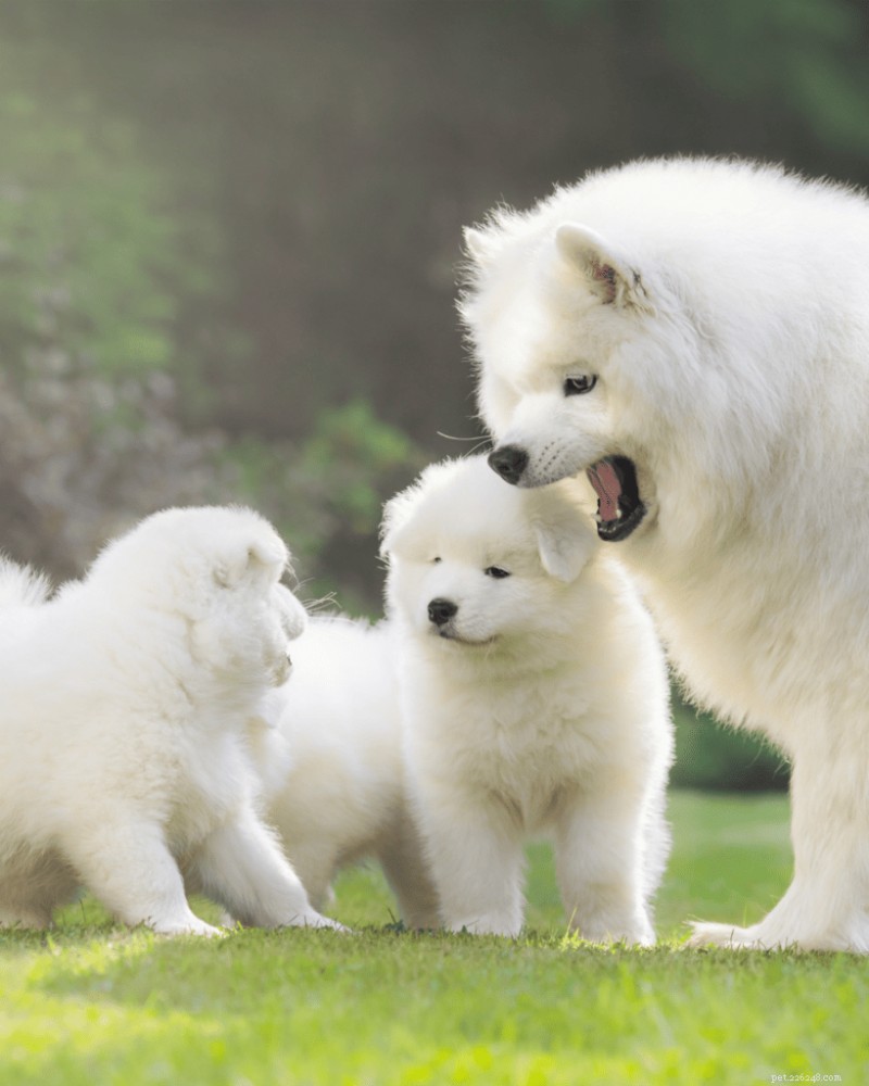 Best Time to Spay or Neuter Your Dog (2026 Guide)