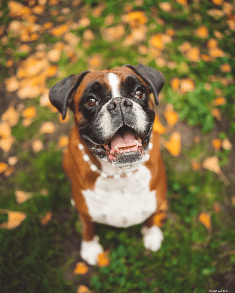 Best Time to Spay or Neuter Your Dog (2026 Guide)