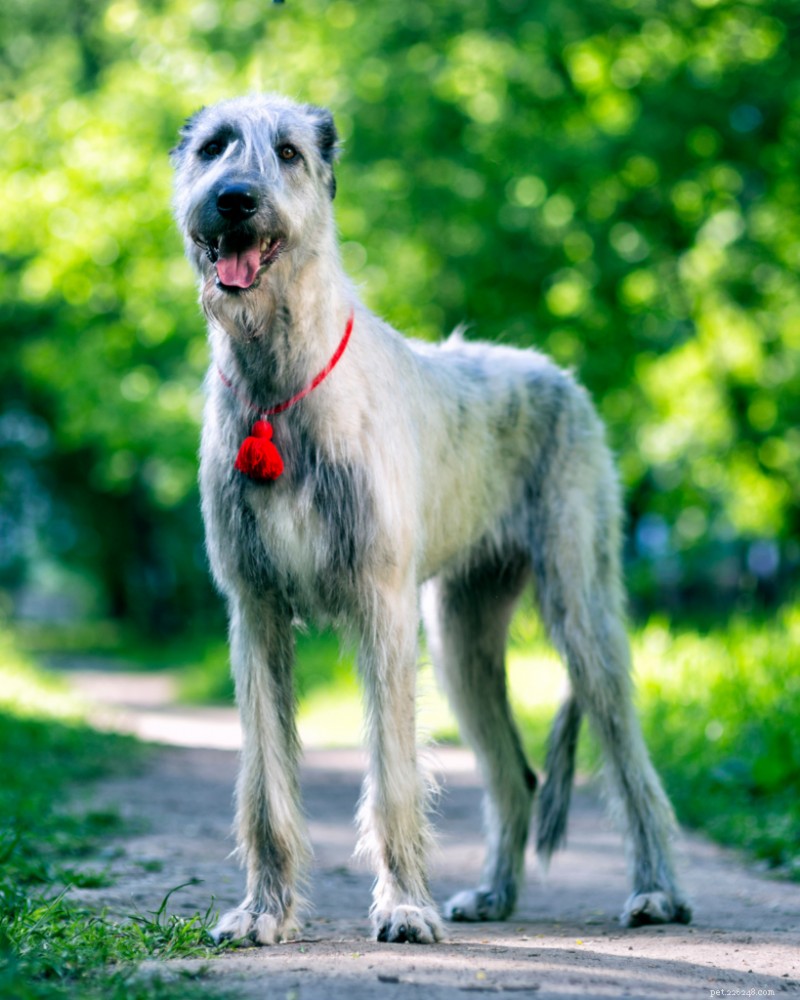 Best Time to Spay or Neuter Your Dog (2026 Guide)