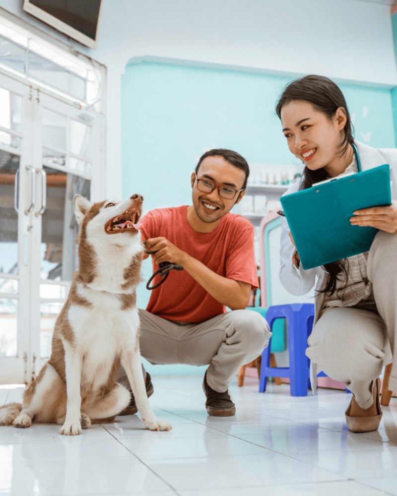 Best Time to Spay or Neuter Your Dog (2026 Guide)