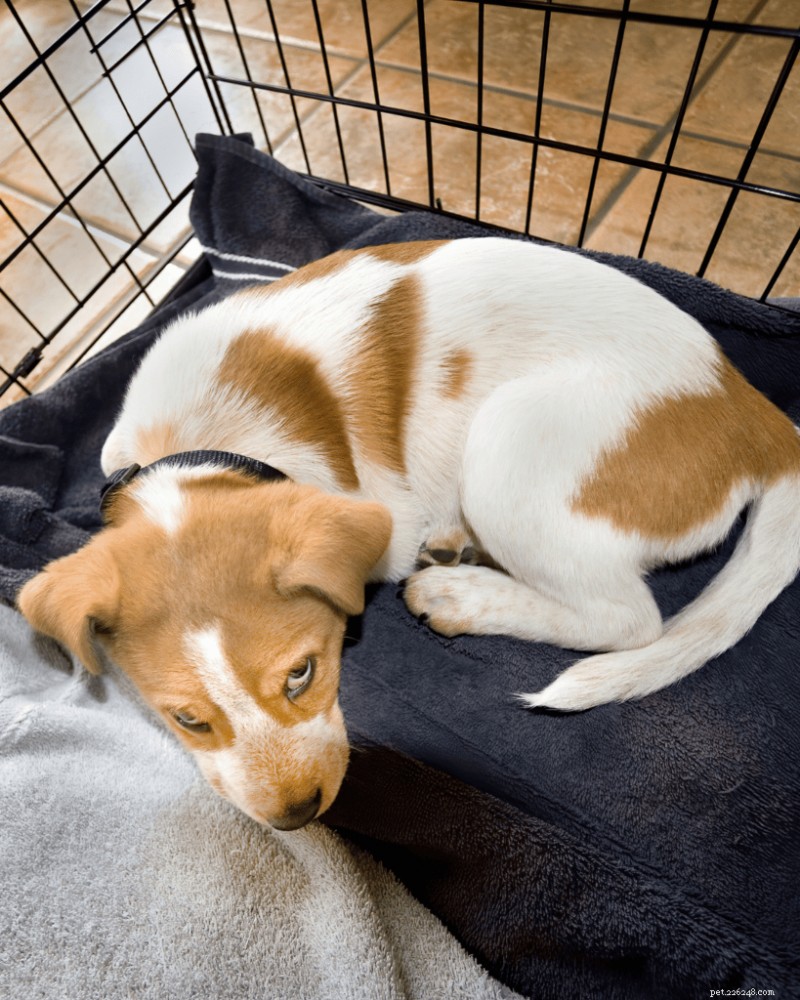 Best Time to Spay or Neuter Your Dog (2026 Guide)