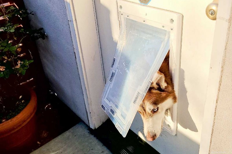 Top Budget Kennel Doors Under $500: Tested Reviews & Buying Guide