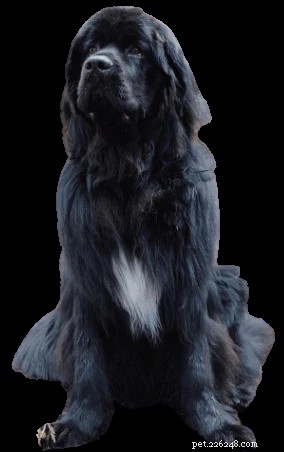 Top Budget Kennel Doors Under $500: Tested Reviews & Buying Guide