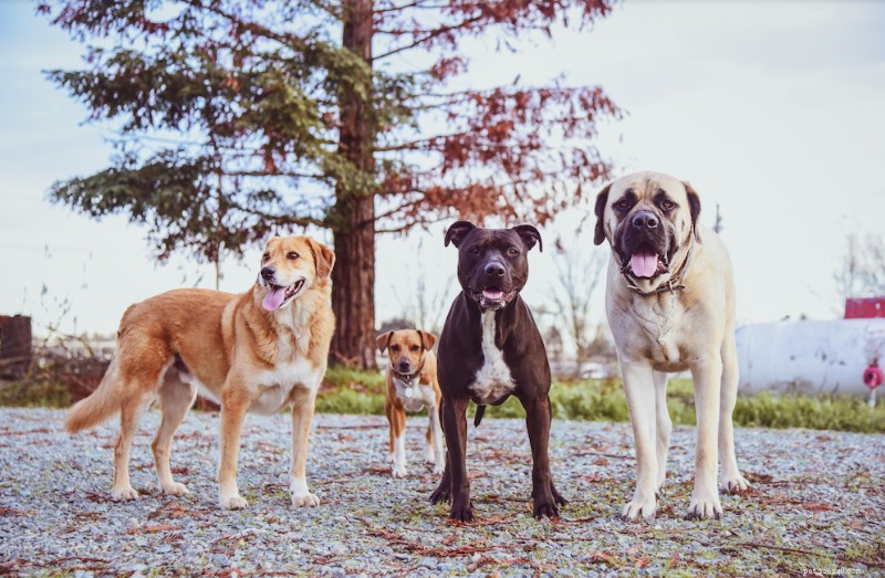 Top Budget Kennel Doors Under $500: Tested Reviews & Buying Guide