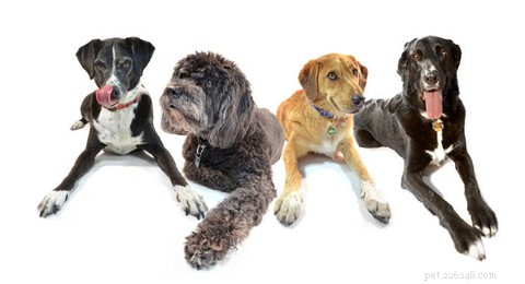 Top Budget Kennel Doors Under $500: Tested Reviews & Buying Guide