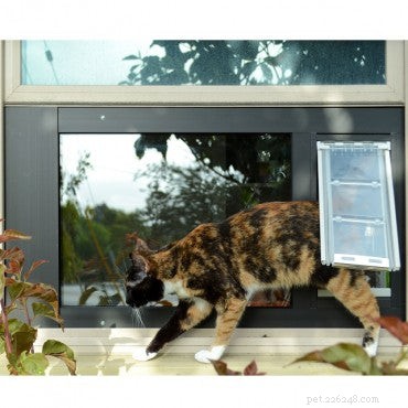 Indoor Cat Health & Happiness: How to Stop Being Your Cat’s Door Attendant
