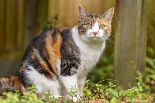 9 Tick Myths Every Cat Owner Should Know
