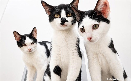 Celebrities Name Cats Protection Kittens in Meet the Cats Campaign