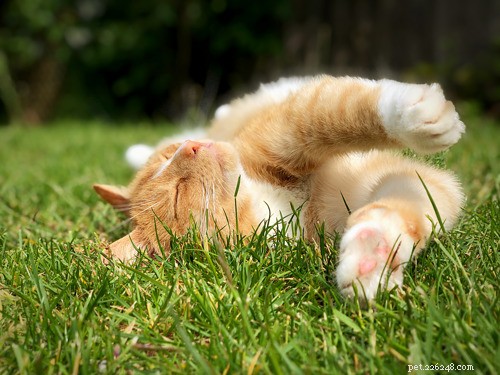 Cat Sunburn: Signs, Treatment, and Prevention