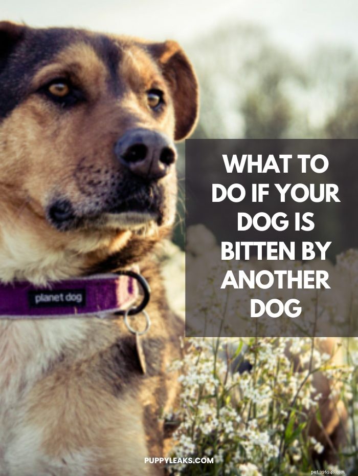 Steps to Take When Your Dog Is Bitten by Another Dog
