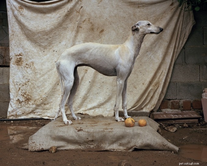Roundup 16: Top Dog Articles, Deals, and Videos This Week