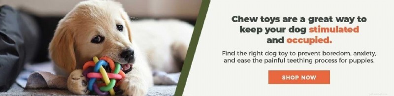 How to Stop Destructive Dog Chewing: Effective Strategies & Tips