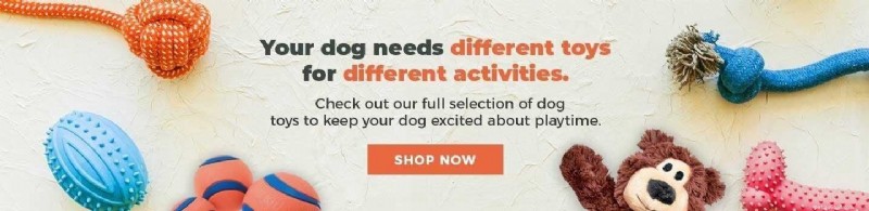How to Recognize and Prevent Dog Boredom: Signs, Risks, and Effective Solutions