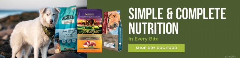 Feeding a Picky Dog: 6 Practical Tips to Encourage Healthy Eating
