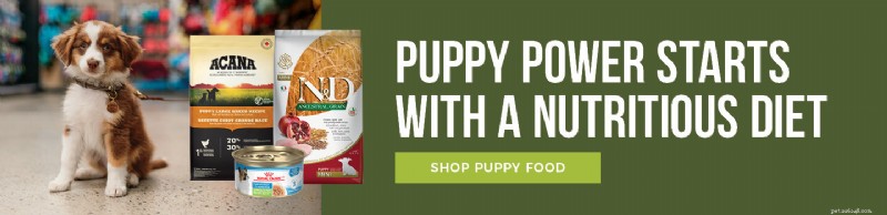 Feeding a Picky Dog: 6 Practical Tips to Encourage Healthy Eating