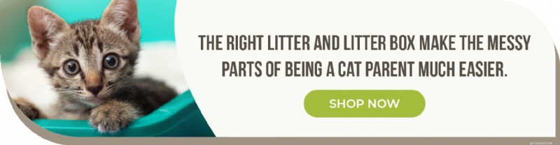Top 10 Dust‑Free Cat Litters of 2025 for a Clean Home and Healthy Cats
