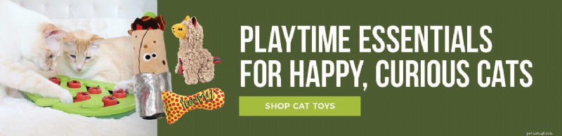 Understanding Excessive Cat Meowing: A Practical Guide for Cat Owners