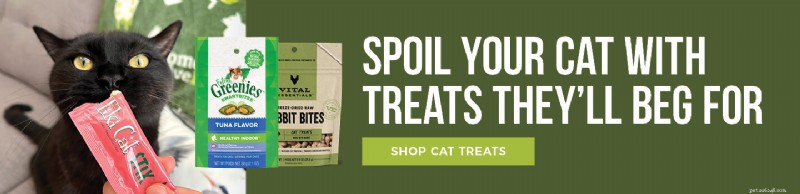 Understanding Excessive Cat Meowing: A Practical Guide for Cat Owners