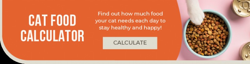 Top Indoor Cat Foods 2025: Best Picks for Healthier, Happier Cats