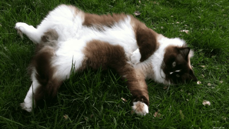 Feline Hyperesthesia Syndrome (Twitchy Cat Disease): A Holistic Healing Guide