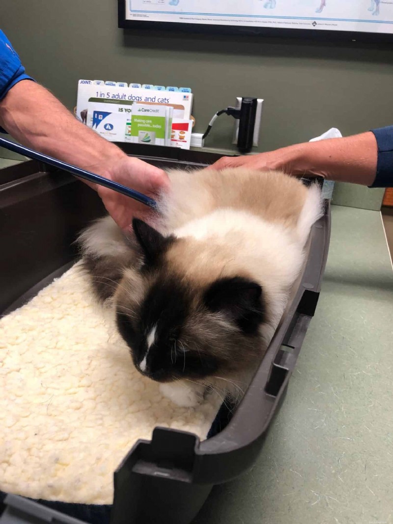 Feline Hyperesthesia Syndrome (Twitchy Cat Disease): A Holistic Healing Guide
